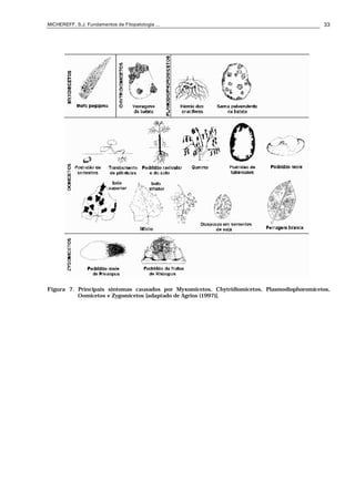 MICHEREFF, S.J. Fundamentos de Fitopatologia ... 33
Figura 7. Principais sintomas causados por Myxomicetos, Chytridiomicetos, Plasmodiophoromicetos,
Oomicetos e Zygomicetos [adaptado de Agrios (1997)].
 