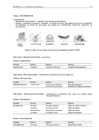 MICHEREFF, S.J. Fundamentos de Fitopatologia ... 34
Classe: ASCOMICETOS
Características:
• Micélio bem desenvolvido e septado, exceto leveduras unicelulares
• Esporos chamados ascosporos, formados no interior de ascas, que podem estar livres na superfície
do hospedeiro ou dentro de ascocarpos que podem ser: cleistotécios, peritécios, apotécios ou
ascostromas
Figura 8. Tipos de ascocarpos em Ascomicetos [adaptado de Agrios (1997)].
Sub-classe: Hemiascomicetidae - ascas livres
Ordem: Taphrinales
Família Gênero Espécie Doença
Taphrinaceae Taphrina Taphrina deformans Crespeira do pessegueiro
Sub-classe: Plectomicetidae - cleistotécios ou peritécios com ascas dispersas
Ordem: Microascales
Família Gênero Espécie Doença
Ophiostomataceae Ceratocystis Ceratocystis fimbriata Seca da mangueira
Ceratocystis paradoxa Podridão do engaço da banana
Sub-classe: Hymenoascomicetidae - cleistotécios ou peritécios com ascas em camada basal,
formando himênio
Ordem: Erysiphales
Família Gênero Espécie Doença
Erysiphaceae Erysiphe Erysiphe polygoni Oídio em várias culturas
Uncinula Uncinula necator Oídio da videira
Sphaerotheca Sphaerotheca pannosa Oídio da roseira
Leveillula Leveillula taurica Oídio do tomateiro
Ordem: Clavicipitales
Família Gênero Espécie Doença
Clavicipitaceae Claviceps Claviceps purpurea Esporão do centeio
 