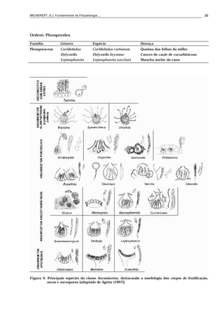 MICHEREFF, S.J. Fundamentos de Fitopatologia ... 36
Ordem: Pleosporales
Família Gênero Espécie Doença
Pleosporaceae Cochliobolus Cochliobolus carbonum Queima das folhas do milho
Didymella Didymella bryoniae Cancro do caule de cucurbitáceas
Leptosphaeria Leptosphaeria sacchari Mancha anelar da cana
Figura 9. Principais espécies da classe Ascomicetos, destacando a morfologia dos corpos de frutificação,
ascas e ascosporos [adaptado de Agrios (1997)].
 