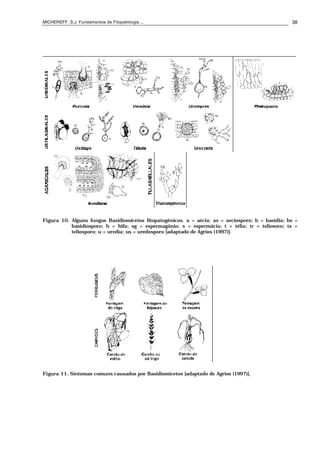 MICHEREFF, S.J. Fundamentos de Fitopatologia ... 38
Figura 10. Alguns fungos Basidiomicetos fitopatogênicos. a = aécia; as = aeciosporo; b = basídia; bs =
basidiosporo; h = hifa; sg = espermagônio; s = espermácia; t = télia; tr = teliosoro; ts =
teliosporo; u = uredia; us = uredosporo [adaptado de Agrios (1997)].
Figura 11. Sintomas comuns causados por Basidiomicetos [adaptado de Agrios (1997)].
 