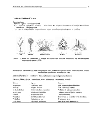 MICHEREFF, S.J. Fundamentos de Fitopatologia ... 39
Classe: DEUTEROMICETOS
Características:
• Micélio septado e bem desenvolvido
• Só possuem reprodução assexual, a fase sexual dos mesmos encontra-se em outras classes como
Ascomicetos e Basidiomicetos
• Os esporos são produzidos em conidióforos, sendo denominados conidiosporos ou conídios
Figura 12. Tipos de conidióforos e corpos de frutificação assexual produzidos por Deuteromicetos
[adaptado de Agrios (1997)].
Sub-classe: Hyphomycetidae - conidióforos livres ou formando esporodóquios (estruturas com formato
de almofada) ou sinêmios (reunidos em feixe)
Ordem: Moniliales - conidióforos livres ou formando esporodóquios ou sinêmios
Família: Moniliaceae - conidióforos livres, conidióforos e/ou conídios hialinos
Gênero Espécie Doença
Aspergillus Aspergillus niger Mofo negro do bulbo da cebola
Botrytis Botrytis cinerea Mofo cinzento da videira
Cylindrocladium Cylindrocladium scoparium Podridão de raízes do eucalipto
Geotrichum Geotrichum candidum Podridão mole em frutos maduros
Oidium Oidium anacardii Oídio do cajueiro
Penicillium Penicillium digitatum Bolor verde ou podridão verde dos citros
Pyricularia Pyricularia oryzae Brusone do arroz
Verticillium Verticillium albo-atrum Murcha de diversas culturas
 
