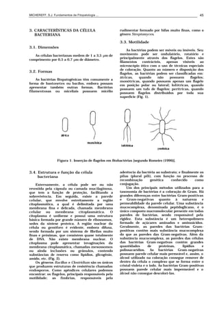 MICHEREFF, S.J. Fundamentos de Fitopatologia ... 45
3. CARACTERÍSTICAS DA CÉLULA
BACTERIANA
3.1. Dimensões
As células bacterianas medem de 1 a 3,5 µm de
comprimento por 0,5 a 0,7 µm de diâmetro.
3.2. Formas
As bactérias fitopatogênicas têm comumente a
forma de bastonetes ou bacilos, embora possam
apresentar também outras formas. Bactérias
filamentosas ou miceliais possuem micélio
rudimentar formado por hifas muito finas, como o
gênero Streptomyces.
3.3. Motilidade
As bactérias podem ser móveis ou imóveis. Seu
movimento pode ser ondulatório, rotatório e
principalmente através dos flagelos. Estes são
filamentos contrácteis, apenas visíveis ao
microscópio ótico com o uso de técnicas especiais
de coloração. Quanto ao número e disposição dos
flagelos, as bactérias podem ser classificadas em:
átricas, quando não possuem flagelos;
monótricas, quando possuem apenas um flagelo
em posição polar ou lateral; lofótricas, quando
possuem um tufo de flagelos; perítricas, quando
possuem flagelos distribuídos por toda sua
superfície (Fig. 1).
Figura 1. Inserção de flagelos em fitobactérias [segundo Romeiro (1996)].
3.4. Estrutura e função da célula
bacteriana
Externamente, a célula pode ser ou não
revestida pela cápsula ou camada mucilaginosa,
que tem a função de proteção, facilitando a
sobrevivência. Em seguida, existe a parede
celular, que envolve estreitamente a região
citoplasmática, a qual é delimitada por uma
membrana fina e delicada, chamada membrana
celular ou membrana citoplasmática. O
citoplasma é uniforme e possui uma estrutura
básica formada por grande número de ribossomos,
sedes da síntese proteíca. A região nuclear da
célula ou genóforo é evidente, embora difusa,
sendo formada por um sistema de fibrilas muito
finas e próximas, que consistem quase totalmente
de DNA. Não existe membrana nuclear. O
citoplasma pode apresentar invaginações da
membrana citoplasmática, chamadas mesossomos
ou ainda inclusões ou grânulos, contendo
substâncias de reserva como lipídios, glicogênio,
amido, etc. (Fig. 2).
Os gêneros Bacillus e Clostridium são os únicos
que produzem estruturas de resistência chamadas
endosporos. Como apêndices celulares podemos
encontrar: os flagelos, principais responsáveis pela
motilidade; as fímbrias, responsáveis pela
aderência da bactéria ao substrato; e finalmente os
pilus (plural pili), com função no processo de
recombinação genética conhecido como
conjugação.
Um dos principais métodos utilizados para a
taxonomia de bactérias é a coloração de Gram. Há
grandes diferenças entre bactérias Gram-positivas
e Gram-negativas quanto à natureza e
permeabilidade da parede celular. Uma substância
mucocomplexa, denominada peptidoglicano, é o
único composto macromolecular presente em todas
paredes de bactérias, sendo responsável pela
rigidez. Esta substância é um heteropolímero
formado de açúcares aminados e aminoácidos.
Geralmente, as paredes das bactérias Gram-
positivas contêm mais substância mucocomplexa
do que as paredes das Gram-negativas. Além da
substância mucocomplexa, as paredes das células
das bactérias Gram-negativas contém grandes
quantidades de proteínas, lipídios e
polissacarídios. As bactérias Gram-negativas
possuem parede celular mais permeável e, assim, o
álcool utilizado na coloração consegue remover de
dentro da célula o complexo que se forma entre o
cristal-violeta e o iodo. As bactérias Gram-positivas
possuem parede celular mais impermeável e o
álcool não consegue descolorí-las.
 