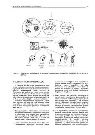 MICHEREFF, S.J. Fundamentos de Fitopatologia ... 48
Figura 4. Penetração, multiplicação e sintomas causados por fitobactérias [adaptado de Király et al.
(1974)].
6. SOBREVIVÊNCIA E DISSEMINAÇÃO
A maioria das bactérias fitopatogênicas não
forma endosporo, possuindo, consequentemente,
capacidade de sobrevivência bem menor que certas
espécies esporogênicas como Bacillus e
Clostridium, que podem, em certos casos, resistir
até mesmo à fervura. Desta forma, a cápsula
assume importância muito grande em termos de
sobrevivência, possibilitando uma certa resistência
ao dessecamento, radiações e produtos químicos.
Bactérias fitopatogênicas apresentam várias
fases durante seu ciclo de vida, algumas delas
associadas à sobrevivência. Nesse sentido, um
ciclo de vida típico pode apresentar as seguintes
fases (Fig. 5):
• Fase patogênica: a fitobactéria, em estreita e
ativa associação como o hospedeiro, infectando
e colonizando seus tecidos, está incitando os
sintomas típicos da enfermidade. Para o caso
de plantas anuais, essa fase é a fonte de
inóculo para a estação seguinte de plantio.
• Fase residente: bactérias nesta fase são
denominadas populações residentes, sendo
capazes de se multiplicar nas superfície de
plantas sadias (cultura agronômica ou erva
daninha, planta hospedeira ou não-
hospedeira) sem infectá-las, sendo fonte de
inóculo na ausência de doença. Nutrientes
disponíveis, nesse caso, seriam exsudatos do
filoplano ou rizoplano.
• Fase latente: as bactérias fitopatogênicas
encontram-se internamente posicionadas no
tecido suscetível, em baixas populações, tendo
sua multiplicação paralisada, e os sintomas
não se evidenciam. Infecção latente constitui
um sério problema em relação à adoção de
medidas de controle, principalmente quando
consideradas a quarentena e a certificação.
• Fase hipobiótica: embora não esporogênicas,
algumas fitobactérias parecem possuir seus
próprios mecanismos que permitem sobreviver
por longos períodos em hipobiose. Células
bacterianas nesse estado diferem estrutural e
metabolicamente de células normais,
multiplicam-se ativamente. Em condições de
hipobiose, a célula bacteriana parece ser
formada gradualmente com o envelhecimento
 