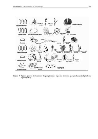 MICHEREFF, S.J. Fundamentos de Fitopatologia ... 50
Figura 7. Alguns gêneros de bactérias fitopatogênicas e tipos de sintomas que produzem [adaptado de
Agrios (1997)].
 