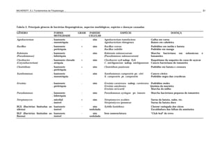 MICHEREFF, S.J. Fundamentos de Fitopatologia ... 51
Tabela 2. Principais gêneros de bactérias fitopatogênicas, aspectos morfológicos, espécies e doenças causadas.
GÊNERO FORMA
MOTILIDADE
GRAM PAREDE
CELULAR
ESPÉCIE DOENÇA
Agrobacterium . bastonete
. monotríquia
- sim Agrobacterium tumefaciens
Agrobacterium rhizogenes
Galha em coroa
Raízes em cabeleira
Bacillus . bastonete
. peritríquia
+ sim Bacillus cereus
Bacillus subtilis
Podridões em melão e batata
Podridão em manga
Ralstonia
(Pseudomonas)
. bastonete
. lofotríquia
- sim Ralstonia solanacearum
(Pseudomonas solanacearum)
Murcha bacteriana em solanáceas e
bananeira
Clavibacter
(Corynebacterium)
. bastonete clavado
. atríquia
+ sim Clavibacter xyli subsp. Xyli
C. michiganense subsp. michiganense
Raquitismo da soqueira da cana-de-açúcar
Cancro bacteriano do tomateiro
Clostridium . bastonete
. peritríquia
+ sim Clostridium puniceum Podridão em batata e cenoura
Xanthomonas . bastonete
. monotríquia
- sim Xanthomonas campestris pv. citri
X. campestris pv. campestris
Cancro cítrico
Podridão negra das crucíferas
Erwinia . bastonete
. peritríquia
- sim Erwinia carotovora subsp. carotovora
Erwinia amylovora
Erwinia stewartii
Podridões moles
Queima da macieira
Murcha do milho
Pseudomonas . bastonete
. lofotríquia
- sim Pseudomonas syringae pv. tomato Murcha bacteriana pequena do tomateiro
Streptomyces . micelial
. imóvel
+ sim Streptomyces scabies
Streptomyces ipomoeae
Sarna da batata, nabo, etc.
Sarna da batata-doce
BLX (Bactérias limitadas ao
xilema)
. bastonete
. imóvel
- sim
ondulada
Xylella fastidiosa Clorose variegada dos citros
Escaldadura das folhas da ameixeira
BLF (Bactérias limitadas ao
floema)
. bastonete
. imóvel
- sim
ondulada
Sem nomenclatura “Club leaf” do trevo
 