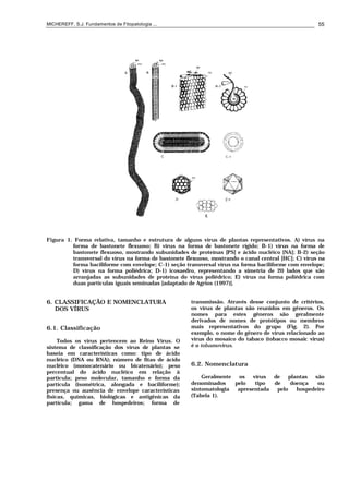 MICHEREFF, S.J. Fundamentos de Fitopatologia ... 55
Figura 1. Forma relativa, tamanho e estrutura de alguns vírus de plantas representativos. A) vírus na
forma de bastonete flexuoso; B) vírus na forma de bastonete rígido; B-1) vírus na forma de
bastonete flexuoso, mostrando subunidades de proteínas [PS] e ácido nucléico [NA]; B-2) seção
transversal do vírus na forma de bastonete flexuoso, mostrando o canal central [HC]; C) vírus na
forma baciliforme com envelope; C-1) seção transversal vírus na forma baciliforme com envelope;
D) vírus na forma poliédrica; D-1) icosaedro, representando a simetria de 20 lados que são
arranjadas as subunidades de proteína do vírus poliédrico; E) vírus na forma poliédrica com
duas partículas iguais seminadas [adaptado de Agrios (1997)].
6. CLASSIFICAÇÃO E NOMENCLATURA
DOS VÍRUS
6.1. Classificação
Todos os vírus pertencem ao Reino Vírus. O
sistema de classificação dos vírus de plantas se
baseia em características como: tipo de ácido
nucléico (DNA ou RNA); número de fitas de ácido
nucléico (monocatenário ou bicatenário); peso
percentual do ácido nucléico em relação à
partícula; peso molecular, tamanho e forma da
partícula (isométrica, alongada e baciliforme);
presença ou ausência de envelope características
físicas, químicas, biológicas e antigênicas da
partícula; gama de hospedeiros; forma de
transmissão. Através desse conjunto de critérios,
os vírus de plantas são reunidos em gêneros. Os
nomes para estes gêneros são geralmente
derivados de nomes de protótipos ou membros
mais representativos do grupo (Fig. 2). Por
exemplo, o nome do gênero de vírus relacionado ao
vírus do mosaico do tabaco (tobacco mosaic virus)
é o tobamovirus.
6.2. Nomenclatura
Geralmente os vírus de plantas são
denominados pelo tipo de doença ou
sintomatologia apresentada pelo hospedeiro
(Tabela 1).
 