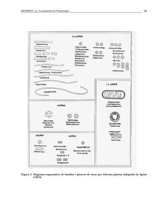 MICHEREFF, S.J. Fundamentos de Fitopatologia ... 56
Figura 2. Diagrama esquemático de famílias e gêneros de vírus que infectam plantas [adaptado de Agrios
(1997)].
 