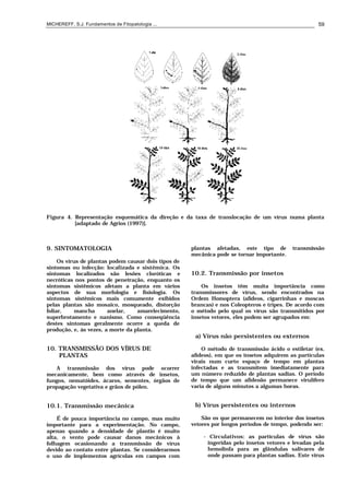 MICHEREFF, S.J. Fundamentos de Fitopatologia ... 59
Figura 4. Representação esquemática da direção e da taxa de translocação de um vírus numa planta
[adaptado de Agrios (1997)].
9. SINTOMATOLOGIA
Os vírus de plantas podem causar dois tipos de
sintomas ou infecção: localizada e sistêmica. Os
sintomas localizados são lesões cloróticas e
necróticas nos pontos de penetração, enquanto os
sintomas sistêmicos afetam a planta em vários
aspectos de sua morfologia e fisiologia. Os
sintomas sistêmicos mais comumente exibidos
pelas plantas são mosaico, mosqueado, distorção
foliar, mancha anelar, amarelecimento,
superbrotamento e nanismo. Como conseqüência
destes sintomas geralmente ocorre a queda de
produção, e, às vezes, a morte da planta.
10. TRANSMISSÃO DOS VÍRUS DE
PLANTAS
A transmissão dos vírus pode ocorrer
mecanicamente, bem como através de insetos,
fungos, nematóides, ácaros, sementes, órgãos de
propagação vegetativa e grãos de pólen.
10.1. Transmissão mecânica
É de pouca importância no campo, mas muito
importante para a experimentação. No campo,
apenas quando a densidade de plantio é muito
alta, o vento pode causar danos mecânicos à
folhagem ocasionando a transmissão de vírus
devido ao contato entre plantas. Se considerarmos
o uso de implementos agrícolas em campos com
plantas afetadas, este tipo de transmissão
mecânica pode se tornar importante.
10.2. Transmissão por insetos
Os insetos têm muita importância como
transmissores de vírus, sendo encontrados na
Ordem Homoptera (afídeos, cigarrinhas e moscas
brancas) e nos Coleopteros e tripes. De acordo com
o método pelo qual os vírus são transmitidos por
insetos vetores, eles podem ser agrupados em:
a) Vírus não persistentes ou externos
O método de transmissão ácido o estiletar (ex.
afídeos), em que os insetos adquirem as partículas
virais num curto espaço de tempo em plantas
infectadas e as transmitem imediatamente para
um número reduzido de plantas sadias. O período
de tempo que um afídeoão permanece virulífero
varia de alguns minutos a algumas horas.
b) Vírus persistentes ou internos
São os que permanecem no interior dos insetos
vetores por longos períodos de tempo, podendo ser:
- Circulativos: as partículas de vírus são
ingeridas pelo insetos vetores e levadas pela
hemolinfa para as glândulas salivares de
onde passam para plantas sadias. Este vírus
 
