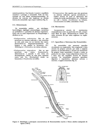 MICHEREFF, S.J. Fundamentos de Fitopatologia ... 63
maioria protéicas. Sua função é manter o equilíbrio
osmótico e proteger o nematóide. Pode ser lisa,
estriada ou com falsos metâmeros(anelada). As
divisões da cutícula não implicam na divisão
interna do nematóide cujo corpo é indiviso (Fig. 2).
2.5. Alimentação
Os nematóides podem ser micófagos,
bacteriófagos, algófagos, protozoófagos, carnívoros
ou predadores e, parasitas de plantas superiores.
Estes são os mais importantes na Fitopatologia e
dividem-se em:
•Endoparasitas sedentários: São os que
penetram no sistema radicular e não retornam
ao solo, pois uma vez no interior das raízes,
desenvolvem-se desproporcionalmente em
largura e não podem se locomover. Ex.:
Meloidogyne e Heterodera, em várias culturas.
•Endoparasitas migradores: São os que
penetram nas raízes, locomovem-se,
alimentam-se, e quando a raiz entra em
decomposição, voltam ao solo para colonizar
outra raiz. Ex.: Rhadopholus similis na
bananeira e Pratylenchus no milho.
•Ectoparasitas: São aqueles que não penetram
no sistema radicular, apenas introduzem o
estilete através do qual se alimentam das
células do tecido meristemático. Ex.: Xiphinema
no café e batata, Scutellonema no inhame,
Criconemoides no milho, amendoim e fumo.
2.6. Movimento
Locomovem-se através de movimentos
serpentiformes entre as partículas de solo, sempre
num filme de água. Movimentam-se melhor em
solos arenosos do que solos argilosos ou argilo-
arenosos.
2.7. Aparelhos e Sistemas dos Nematóides
Os nematóides não possuem aparelho
circulatório ou respiratório. Sua respiração é feita
através da própria cutícula, por onde o oxigênio
penetra no pseudoceloma e através do movimento
do próprio corpo nematóide é levado a todas as
partes de seu corpo. Como subprodutos temos CO2
e H2O, que são expelidos através do sistema
excretor. Os nematóides possuem aparelhos
digestivo e reprodutivo, sistemas nervoso e
excretor, e orgãos sensoriais (Fig. 2).
Figura 2. Morfologia e principais características de fitonematóides macho e fêmea adultos [adaptado de
Agrios (1997)].
 