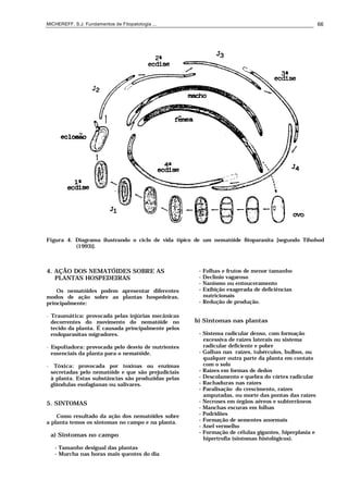 MICHEREFF, S.J. Fundamentos de Fitopatologia ... 66
Figura 4. Diagrama ilustrando o ciclo de vida típico de um nematóide fitoparasita [segundo Tihohod
(1993)].
4. AÇÃO DOS NEMATÓIDES SOBRE AS
PLANTAS HOSPEDEIRAS
Os nematóides podem apresentar diferentes
modos de ação sobre as plantas hospedeiras,
principalmente:
• Traumática: provocada pelas injúrias mecânicas
decorrentes do movimento do nematóide no
tecido da planta. É causada principalmente pelos
endoparasitas migradores.
• Espoliadora: provocada pelo desvio de nutrientes
essenciais da planta para o nematóide.
• Tóxica: provocada por toxinas ou enzimas
secretadas pelo nematóide e que são prejudiciais
à planta. Estas substâncias são produzidas pelas
glândulas esofagianas ou salivares.
5. SINTOMAS
Como resultado da ação dos nematóides sobre
a planta temos os sintomas no campo e na planta.
a) Sintomas no campo
- Tamanho desigual das plantas
- Murcha nas horas mais quentes do dia
- Folhas e frutos de menor tamanho
- Declínio vagaroso
- Nanismo ou entouceramento
- Exibição exagerada de deficiências
nutricionais
- Redução de produção.
b) Sintomas nas plantas
- Sistema radicular denso, com formação
excessiva de raízes laterais ou sistema
radicular deficiente e pobre
- Galhas nas raízes, tubérculos, bulbos, ou
qualquer outra parte da planta em contato
com o solo
- Raízes em formas de dedos
- Descolamento e quebra do córtex radicular
- Rachaduras nas raízes
- Paralisação do crescimento, raízes
amputadas, ou morte das pontas das raízes
- Necroses em órgãos aéreos e subterrâneos
- Manchas escuras em folhas
- Podridões
- Formação de sementes anormais
- Anel vermelho
- Formação de células gigantes, hiperplasia e
hipertrofia (sintomas histológicos).
 