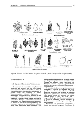 MICHEREFF, S.J. Fundamentos de Fitopatologia ... 73
Figura 2. Sintomas causados viróides. D = planta doente, S = planta sadia [adaptado de Agrios (1997)].
5. PROTOZOÁRIOS
5.1. Aspectos Históricos e Taxonômicos
A ocorrência de protozoários em plantas foi
registrada, pela primeira vez, em 1909, quando
estes organismos foram observados no látex de
Euphorbia pirulifera. Inicialmente, este parasita foi
descrito como um flagelado da família
Trypanosoinatidae, gênero Leptomonas e
denominado Leptomonas davidi. A notícia de que
protozoários tripanossomatídeos estavam
associados a plantas causou grande preocupação
aos médicos, biólogos e veterinários que estavam
trabalhando com tripanossomatídeos causadores
da doença do sono e da doença de Chagas, pois
levantou a hipótese de que as plantas poderiam
atuar como reservatório destes patógenos. Este
assunto despertou o interesse de encontrar plantas
que abrigassem protozoários e, com isto, várias
espécies do parasita foram detectadas em
diferentes espécies vegetais, principalmente
naquelas pertencentes às famílias Euphorbiaceae e
Asclepiadaceae.
A primeira citação de que protozoários eram
patogêncos a plantas foi realizada em 1931,
quando uma doença do cafeeiro, conhecida
pronecrose do floema, foi atribuída ao flagelado
Phytomonas leptovasorum. O assunto protozoário
como agente causal de doenças em plantas
somente voltou à tona em 1976, com a
comprovação de que duas doenças em palmáceas,
a "hartrot" do coqueiro e a murcja supressiva do
dendezeiro eram causadas por esse tipo de
microrganismo.
Atualmente, os protozoários patogênicos a
plantas são colocados no gênero Phytomonas, da
 