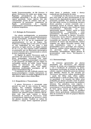 MICHEREFF, S.J. Fundamentos de Fitopatologia ... 74
família Trypanossomatidae, do filo Protozoa. O
gênero Phytomonas foi criado para abrigar esses
flagelados, principalmente em função da
morfologia apresentada e do tipo de hospedeiro
vegetal parasitado. Várias espécies têm sido
caracterizadas através de critérios como tipo e
comprimento do protozoário, comprimento do
flagelo, posicionamento de organelas
citoplasmáticas, características bioquíicas e família
de plantas hospedeiras.
5.2. Biologia do Protozoário
Em relação morfologiattaiito, os protozoários
encontrados nos vegetais são predominantemente
do tipo promastigote, uncelulares, microscópicos,
medindo de 12 a 20 µm de comprimento por
aproximadamente 1,5 µm de largura. São
fusiformes e torcidos duas ou três vezes em relação
ao eixo longitudinal de seu corpo, o qual
apresenta, na região anterior, um flagelo variando
de 10 a 15 µm. Esta organela confere mobilidade
ao protozoário, que em observações microscópicas
se mostra bastante ativo, movimentando-se através
de leves contorções do corpo.
Os flagelos do gênero Phytomonas pode se
apresentar sob várias formas ou estágios, sendo a
forma promastigota encontrada com maior
f'reqüência. O organismo promastigote caracteriza-
se por apresentar um flageio que tem origem na
extremidade anterior da célula. Outras formas
podem ser detectaclas em plantas, como
organismos alongados, porém sem flagelo,
organismos arredondados amastigotes, alé de
formas intermediárias (Fig. 3).
A reprodução tem sido verificada somente nas
formas promastigotas e consiste, basicamente, na
bipartição da célula no sentido longitudinal do seu
eixo, dando origem a duas células filhas.
5.3. Hospedeiros e Transmissão
O gênero Phytomonas é encontrado como
parasita em mais de uma centena de espécies
vegetais. Nas condições brasileiras, esses
flagelados estão associados, principalmente, às
palmáceas, como coqqueiro, dendezeiro, piaçava,
palmeira real, palmeira maripa e palmeira rabo-de-
peixe anã, nas quais causam a doença
denominada de murcha de Phytomonas, sendo
economicamente importante por provocar a morte
das plantas atacadas. Também na cultura da
mandioca o ataque desses organismos promove
sérios danos à produção, sendo a doença
conhecida por chocheamento de raízes.
A transmissão de Phytomonas de uma planta
para outra pode ser feita mecanicamente ou por
insetos vetores, dependendo da espécie vegetal e do
protozoário envolvido. Para plantas de látex não
tem sido obtido sucesso na transmissão mecânica
desses parasitas, o mesmo ocorrendo com a
transmissão através de enxertia. Alguns insetos
são suspeitos de atuarem como vetores por serem
constantemente observados em áreas
apresentando plantas doentes; outros já foram
experimentalmente comprovados como
transmissores. Os vetores pertencem à classe
Heteroptera, envolvendo os gêneros Oncopeltus,
Pachybrachius, Nysius, Dienches, Dicranochephalus
e Chariesterus. Em cafeeiro, o parasita pode ser
transmitido por enxertia de reaízes e, embora a
ocorrência de vetores seja desconhecida, existem
suspeitas que alguns percevejos possam atuar
como transmissores, como é o caso do
pentatomídeos Lincus spathuliger. Em coqueiro e
dendezeiro, também existem suspeitas em relação
aos percevejos como disseminadores de
protozoários, principalmente alguns gêneros de
pentatomídeos, como Lincus, Macropygrium e
Berecynthus.
5.3. Sintomatologia
Os sintomas apresentados por plantas
parasitadas por Phytomonas são bastante
variáveis, de acordo com o hospedeiro considerado
e com a localização do protozoário na planta.
Protozoários encontrados no inetrior do floema de
cafeeiro, coqueiro e dendezeiro provocam sintomas
bem definidos. Plantas de café atacadas por
Phytomonas leptovasorum exibem amarelecimento
e queda das folhas mais velhas; palidez,
amarelecimento e queda de folhas novas; redução
na quantidade e no tamanho das folhas novas
produzidas por plantas atacadas; morte da planta
após 3 a 12 meses de aparecimento dos primeiros
sintomas. Nas palmáceas, como coqueiro e
dendezeiro, verifica-se murcha, amarelecimento e
escurecimento e escurecimento da folha; podridão
do broto apical; necrose das inflorescências e
raízes; morte da planta. Plantas de mandioca
exibem clorose generalizada, subdesenvolvimento,
além da ocorrência de raízes de pequeno diâmetro
e pouco numerosas.
 