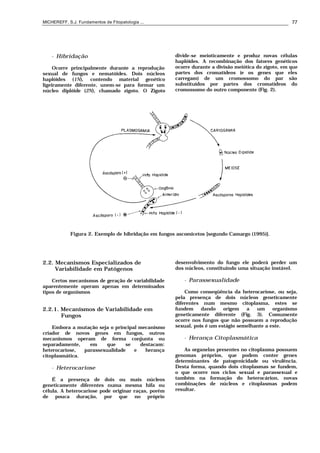 MICHEREFF, S.J. Fundamentos de Fitopatologia ... 77
• Hibridação
Ocorre principalmente durante a reprodução
sexual de fungos e nematóides. Dois núcleos
haplóides (1N), contendo material genético
ligeiramente diferente, unem-se para formar um
núcleo diplóide (2N), chamado zigoto. O Zigoto
divide-se meioticamente e produz novas células
haplóides. A recombinação dos fatores genéticos
ocorre durante a divisão meiótica do zigoto, em que
partes dos cromatídeos (e os genes que eles
carregam) de um cromossomo do par são
substituídos por partes dos cromatídeos do
cromossomo do outro componente (Fig. 2).
Figura 2. Exemplo de hibridação em fungos ascomicetos [segundo Camargo (1995)].
2.2. Mecanismos Especializados de
Variabilidade em Patógenos
Certos mecanismos de geração de variabilidade
aparentemente operam apenas em determinados
tipos de organismos
2.2.1. Mecanismos de Variabilidade em
Fungos
Embora a mutação seja o principal mecanismo
criador de novos genes em fungos, outros
mecanismos operam de forma conjunta ou
separadamente, em que se destacam:
heterocariose, parassexualidade e herança
citoplasmática.
• Heterocariose
É a presença de dois ou mais núcleos
geneticamente diferentes numa mesma hifa ou
célula. A heterocariose pode originar raças, porém
de pouca duração, por que no próprio
desenvolvimento do fungo ele poderá perder um
dos núcleos, constituindo uma situação instável.
• Parassexualidade
Como conseqüência da heterocariose, ou seja,
pela presença de dois núcleos geneticamente
diferentes num mesmo citoplasma, estes se
fundem dando origem a um organismo
geneticamente diferente (Fig. 3). Comumente
ocorre nos fungos que não possuem a reprodução
sexual, pois é um estágio semelhante a este.
• Herança Citoplasmática
As organelas presentes no citoplasma possuem
genomas próprios, que podem conter genes
determinantes de patogenicidade ou virulência.
Desta forma, quando dois citoplasmas se fundem,
o que ocorre nos ciclos sexual e parassexual e
também na formação do heterocárion, novas
combinações de núcleos e citoplasmas podem
resultar.
 