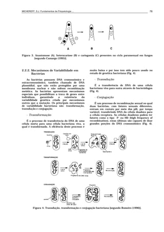 MICHEREFF, S.J. Fundamentos de Fitopatologia ... 78
Figura 3. Anastomose (A), heterocariose (B) e cariogamia (C) presentes no ciclo parassexual em fungos
[segundo Camargo (1995)].
2.2.2. Mecanismos de Variabilidade em
Bactérias
As bactérias possuem DNA cromossômico e
extracromossômico, também chamado de DNA
plasmidial, que não estão protegidos por uma
membrana nuclear e não sofrem recombinação
meiótica. As bactérias apresentam mecanismos
especiais que possibilitam a troca de genes entre
indivíduos, garantindo a existência da
variabilidade genética criada por mecanismos
outros que a mutação. Os principais mecanismos
de variabilidade bacteriana são: transformação,
transdução e conjugação.
• Transformação
É o processo de transferência do DNA de uma
célula morta para uma célula bacteriana viva, a
qual é transformada. A eficiência deste processo é
muito baixa e por isso tem sido pouco usado no
estudo de genética bacteriana (Fig. 4).
• Transdução
É a transferência de DNA de uma célula
bacteriana viva para outra através de bacteriófagos
(Fig. 4).
• Conjugação
É um processo de recombinação sexual no qual
duas bactérias, com fatores sexuais diferentes,
entram em contato por meio dos pili, por tempo
variável, transferindo DNA da célula doadora para
a célula receptora. As células doadoras podem ter
fatores como o tipo F+ ou Hfr (high frequency of
recombination), estas últimas são capazes de doar
grandes porções do DNA cromossômico (Fig. 4).
Figura 4. Transdução, transformação e conjugação bacteriana [segundo Romeiro (1996)].
 