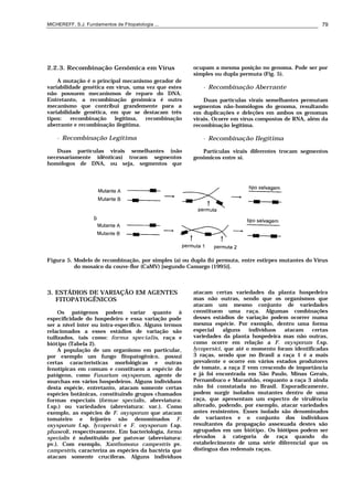 MICHEREFF, S.J. Fundamentos de Fitopatologia ... 79
2.2.3. Recombinação Genômica em Vírus
A mutação é o principal mecanismo gerador de
variabilidade genética em vírus, uma vez que estes
não possuem mecanismos de reparo do DNA.
Entretanto, a recombinação genômica é outro
mecanismo que contribui grandemente para a
variabilidade genética, em que se destacam três
tipos: recombinação legítima, recombinação
aberrante e recombinação ilegítima.
• Recombinação Legítima
Duas partículas virais semelhantes (não
necessariamente idênticas) trocam segmentos
homólogos de DNA, ou seja, segmentos que
ocupam a mesma posição no genoma. Pode ser por
simples ou dupla permuta (Fig. 5).
• Recombinação Aberrante
Duas partículas virais semelhantes permutam
segmentos não-homólogos do genoma, resultando
em duplicações e deleções em ambos os genomas
virais. Ocorre em vírus compostos de RNA, além da
recombinação legítima.
• Recombinação Ilegítima
Partículas virais diferentes trocam segmentos
genômicos entre sí.
Figura 5. Modelo de recombinação, por simples (a) ou dupla (b) permuta, entre estirpes mutantes do Vírus
do mosaico da couve-flor (CaMV) [segundo Camargo (1995)].
3. ESTÁDIOS DE VARIAÇÃO EM AGENTES
FITOPATOGÊNICOS
Os patógenos podem variar quanto à
especificidade do hospedeiro e essa variação pode
ser a nível inter ou intra-específico. Alguns termos
relacionados a esses estádios de variação são
tuilizados, tais como: forma specialis, raça e
biótipo (Tabela 2).
A população de um organismo em particular,
por exemplo um fungo fitopatogênico, possui
certas características morfológicas e outras
fenotípicas em comum e constituem a espécie do
patógeno, como Fusarium oxysporum, agente de
murchas em vários hospedeiros. Alguns indivíduos
desta espécie, entretanto, atacam somente certas
espécies botânicas, constituindo grupos chamados
formas especiais (formae specialis, abreviatura:
f.sp.) ou variedades (abreviatura: var.). Como
exemplo, as espécies de F. oxysporum que atacam
tomateiro e feijoeiro são denominados F.
oxysporum f.sp. lycopersici e F. oxysporum f.sp.
phaseoli, respectivamente. Em bacteriologia, forma
specialis é substituido por patovar (abreviatura:
pv.). Com exemplo, Xanthomona campestris pv.
campestris, caracteriza as espécies da bactéria que
atacam somente crucíferas. Alguns indivíduos
atacam certas variedades da planta hospedeira
mas não outras, sendo que os organismos que
atacam um mesmo conjunto de variedades
constituem uma raça. Algumas combinações
desses estádios de variação podem ocorrer numa
mesma espécie. Por exemplo, dentro uma forma
especial alguns indivíduos atacam certas
variedades da planta hospedeira mas não outras,
como ocorre em relação a F. oxysporum f.sp.
lycopersici, que até o momento foram identificadas
3 raças, sendo que no Brasil a raça 1 é a mais
prevalente e ocorre em vários estados produtores
de tomate, a raça 2 vem crescendo de importância
e já foi encontrada em São Paulo, Minas Gerais,
Pernambuco e Maranhão, enquanto a raça 3 ainda
não foi constatada no Brasil. Esporadicamente,
podem surgir isolados mutantes dentro de uma
raça, que apresentam um espectro de virulência
alterado, podendo, por exemplo, atacar variedades
antes resistentes. Esses isolado são denominados
de variantes e o conjunto dos indivíduos
resultantes da propagação assexuada destes são
agrupados em um biótipo. Os biótipos podem ser
elevados à categoria de raça quando do
estabelecimento de uma série diferencial que os
distingua das redemais raças.
 