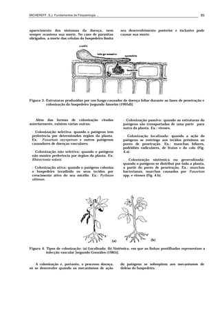 MICHEREFF, S.J. Fundamentos de Fitopatologia ... 85
aparecimento dos sintomas da doença, nem
sempre ocasiona sua morte. No caso de parasitas
obrigados, a morte das células do hospedeiro limita
seu desenvolvimento posterior e inclusive pode
causar sua morte.
Figura 3. Estruturas produzidas por um fungo causador de doença foliar durante as fases de penetração e
colonização do hospedeiro [segundo Amorim (1995d)].
Além das formas de colonização citadas
anteriormente, existem várias outras:
• Colonização seletiva: quando o patógeno tem
preferência por determinados órgãos da planta.
Ex: Fusarium oxysporum e outros patógenos
causadores de doenças vasculares.
• Colonização não seletiva: quando o patógeno
não mostra preferência por órgãos da planta. Ex:
Rhizoctonia solani.
• Colonização ativa: quando o patógeno coloniza
o hospedeiro invadindo os seus tecidos por
crescimento ativo do seu micélio. Ex.: Pythium
ultimun.
• Colonização passiva: quando as estruturas do
patógeno são transportadas de uma parte para
outra da planta. Ex.: viroses.
• Colonização localizada: quando a ação do
patógeno se restringe aos tecidos próximos ao
ponto de penetração. Ex.: manchas foliares,
podridões radiculares, de frutos e do colo (Fig.
4.a).
• Colonização sistêmica ou generalizada:
quando o patógeno se distribui por toda a planta,
a partir do ponto de penetração. Ex.: murchas
bacterianas, murchas causadas por Fusarium
spp. e viroses (Fig. 4.b).
Figura 4. Tipos de colonização: (a) Localizada; (b) Sistêmica, em que as linhas pontilhadas representam a
infecção vascular [segundo Gonzáles (1985)].
A colonização e, portanto, o processo doença,
só se desenvolve quando os mecanismos de ação
do patógeno se sobrepõem aos mecanismos de
defesa do hospedeiro.
 