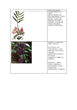 QUEDA DO CABELO.
ATAARE PIMENTA DA
COSTA
ORIXAS OSSAIM , EXU
MAS LARGAMENTE USADA
EM QUASE TUDOS OS
RITUAIS , MASCANDO 7
SEMENTES DA FORÇA A
PALAVRA , É USADO EM
VÁRIOS PROCESSOS
MAGICOS E INICIAÇÕES
ÀTÒRINÀ - SABUGUEIRO
ORIXA OBALUAÊ
SUAS FOLHAS SÀO
CONSAGRADAS A ESTE
ORIXA.SEU CHÁ CONTRA
AFECÇÕES
BRONQUIOPULMONARES,
EXCITANTE ,
SUDORIFICO, FEBRÍFUGO,
COMBATE
RESFRIADOS , GRIPES,
ANGINA, HIDROPSIA,
INFLAMAÇÕES DE PELE,
FURÚNCULOS,
QUEIMADURAS E ERISIPELA.
 