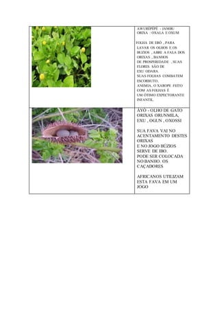 AWURÉPÉPÉ - JAMBU
ORIXA : OXALA E OXUM
FOLHA DE ERÓ , PARA
LAVAR OS OLHOS E OS
BUZIOS , ABRE A FALA DOS
ORIXAS , BANHOS
DE PROSPERIDADE , SUAS
FLORES SÃO DE
EXU ODARA.
SUAS FOLHAS COMBATEM
ESCORBUTO,
ANEMIA, O XAROPE FEITO
COM AS FOLHAS É
UM ÓTIMO EXPECTORANTE
INFANTIL.
ÀYÒ - OLHO DE GATO
ORIXAS ORUNMILA,
EXU , OGUN , OXOSSI
SUA FAVA VAI NO
ACENTAMENTO DESTES
ORIXAS
E NO JOGO BÚZIOS
SERVE DE IBO.
PODE SER COLOCADA
NO BANHO. OS
CAÇADORES
AFRICANOS UTILIZAM
ESTA FAVA EM UM
JOGO
 