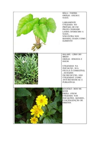 BÀLA - TAIOBA
ORIXAS : OXUM E
NANÃ
LARGAMENTE
UTILIZADA NO
PREPARA DE UM
PRATO CHAMADO
LATIPÁ OFERECIDO A
NANÃ ,
NÃO ENTRA NOS
BANHOS, USADA COMO
ELIMENTO
BALABÁ - LÍRIO DO
BREJO
ORIXAS : IEMANJA E
OGUM
UTILIZADAS NA
INICIAÇÃO , SUA
FÉCULA É COMESTÍVEL
, AS RAIZES
EM DECOCÇÃO , SÀO
UTILIZADAS COMO
ANTI REUMÁTICAS E
PURGATIVAS.
BÁNJÓKÓ - BEM ME
QUER
ORIXA : OXUM
UTILIZADA NAS
INICIAÇÕES , BANHOS ,
E SACRALIZAÇÃO DE
OBJETOS
 