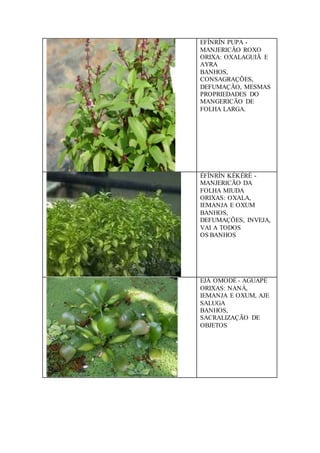 EFÍNRÍN PUPA -
MANJERICÃO ROXO
ORIXA: OXALAGUIÃ E
AYRA
BANHOS,
CONSAGRAÇÕES,
DEFUMAÇÃO, MESMAS
PROPRIEDADES DO
MANGERICÃO DE
FOLHA LARGA.
ÉFÍNRÍN KÉKÉRÉ -
MANJERICÃO DA
FOLHA MIUDA
ORIXAS: OXALA,
IEMANJA E OXUM
BANHOS,
DEFUMAÇÕES, INVEJA,
VAI A TODOS
OS BANHOS
EJÁ OMODÉ - AGUAPÉ
ORIXAS: NANÀ,
IEMANJA E OXUM, AJE
SALUGA
BANHOS,
SACRALIZAÇÃO DE
OBJETOS
 