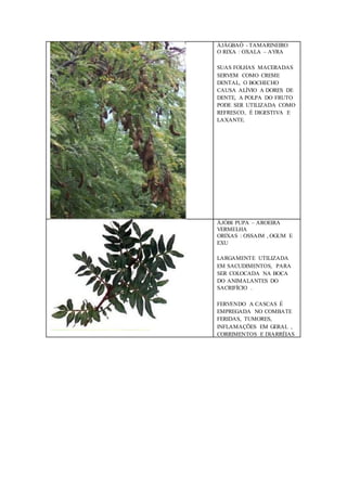 ÀJÀGBAÓ - TAMARINEIRO
O RIXA : OXALA – AYRA
SUAS FOLHAS MACERADAS
SERVEM COMO CREME
DENTAL, O BOCHECHO
CAUSA ALÍVIO A DORES DE
DENTE, A POLPA DO FRUTO
PODE SER UTILIZADA COMO
REFRESCO, É DIGESTIVA E
LAXANTE.
ÀJÓBI PUPA – AROEIRA
VERMELHA
ORIXAS : OSSAIM , OGUM E
EXU
LARGAMENTE UTILIZADA
EM SACUDIMENTOS, PARA
SER COLOCADA NA BOCA
DO ANIMALANTES DO
SACRIFÍCIO .
FERVENDO A CASCAS É
EMPREGADA NO COMBATE
FERIDAS, TUMORES,
INFLAMAÇÕES EM GERAL ,
CORRIMENTOS E DIARRÉIAS
 