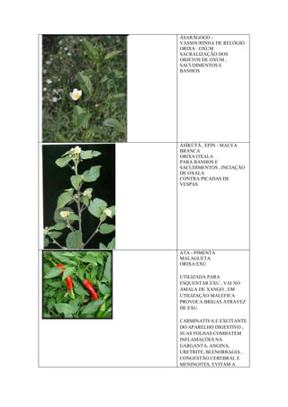 ÀSARÁGOGO -
VASSOURINHA DE RELÓGIO
ORIXA : OXUM
SACRALIZAÇÃO DOS
OBJETOS DE OXUM ,
SACUDIMENTOS E
BANHOS
ÀSÍKÙTÁ , EFIN - MALVA
BRANCA
ORIXA OXALA
PARA BANHOS E
SACUDIMENTOS , INCIAÇÃO
DE OXALA
CONTRA PICADAS DE
VESPAS
ATA - PIMENTA
MALAGUETA
ORIXA EXU
UTILIZADA PARA
ESQUENTAR EXU , VAI NO
AMALA DE XANGO , EM
UTILIZAÇÃO MALEFICA
PROVOCA BRIGAS ATRAVEZ
DE EXU.
CARMINATIVA E EXCITANTE
DO APARELHO DIGESTIVO ,
SUAS FOLHAS COMBATEM
INFLAMAÇÒES NA
GARGANTA, ANGINA,
URETRITE, BLENORRAGIA ,
CONGESTÃO CEREBRAL E
MENINGITES, EVITAM A
 