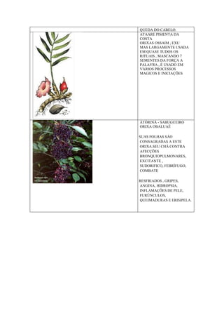 QUEDA DO CABELO.
ATAARE PIMENTA DA
COSTA
ORIXAS OSSAIM , EXU
MAS LARGAMENTE USADA
EM QUASE TUDOS OS
RITUAIS , MASCANDO 7
SEMENTES DA FORÇA A
PALAVRA , É USADO EM
VÁRIOS PROCESSOS
MAGICOS E INICIAÇÕES
ÀTÒRINÀ - SABUGUEIRO
ORIXA OBALUAÊ
SUAS FOLHAS SÀO
CONSAGRADAS A ESTE
ORIXA.SEU CHÁ CONTRA
AFECÇÕES
BRONQUIOPULMONARES,
EXCITANTE ,
SUDORIFICO, FEBRÍFUGO,
COMBATE
RESFRIADOS , GRIPES,
ANGINA, HIDROPSIA,
INFLAMAÇÕES DE PELE,
FURÚNCULOS,
QUEIMADURAS E ERISIPELA.
 