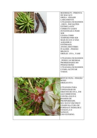 BEJEREKUN - PIMENTA
DE MACACO
ORIXA : OSSAIM
LARGAMENTE
UTILIZADA EM BANHOS
, EBUS , INICIAÇÕES
ESTIMULANTE
COMBATE GASES
INTESTINAIS E PODE
SER
USADA COMO
TEMPERO POR SER
MAIS SUAVE E NÃO
AGRADIR O
ESTÔMAGO,
ANTIFLAMATÓRIO.
ÌYALÓDE - PINHÃO
BRANCO
ORIXAS : OYA , YAMI
UTILIZADA EM BANHOS
, POSSUI AS MESMAS
PROPRIEDADES DO
PINHÃO ROXO
UTILIZADA EM BANHOS
E PARA ACENTAR
YABAS.
BÒTÚJE PUPA - PINHÃO
ROXO
ORIXAS OYA
UTILIZADA PARA
CONSAGRAR OS
OBJETOS DE OYA , EM
SACUDIMENTOS
CONTRA EGUN E
BANHOS DE
PROSPERIDADE.
SEU SUCO VISCOSO É
USADO NA CURA DE
FERIDAS É INDOLOR E
COAGULA O
SANGUE.
USO EXTERNO.
 