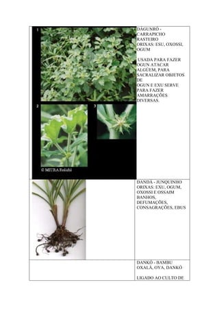DÁGUNRÓ -
CARRAPICHO
RASTEIRO
ORIXAS: ESU, OXOSSI,
OGUM
USADA PARA FAZER
OGUN ATACAR
ALGÚEM, PARA
SACRALIZAR OBJETOS
DE
OGUN E EXU SERVE
PARA FAZER
AMARRAÇÕES
DIVERSAS.
DANDÁ - JUNQUINHO
ORIXAS: EXU, OGUM,
OXOSSI E OSSAIM
BANHOS,
DEFUMAÇÕES,
CONSAGRAÇÕES, EBUS
DANKÓ - BAMBU
OXALÁ, OYA, DANKÓ
LIGADO AO CULTO DE
 