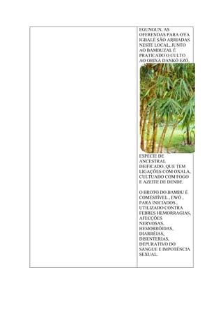 EGUNGUN, AS
OFERENDAS PARA OYA
IGBALÉ SÃO ARRIADAS
NESTE LOCAL, JUNTO
AO BAMBUZAL É
PRATICADO O CULTO
AO ORIXA DANKÓ EZÓ,
ESPECIE DE
ANCESTRAL
DEIFICADO, QUE TEM
LIGAÇÕES COM OXALA,
CULTUADO COM FOGO
E AZEITE DE DENDE.
O BROTO DO BAMBU É
COMESTÍVEL , EWÓ ,
PARA INICIADOS ,
UTILIZADO CONTRA
FEBRES HEMORRAGIAS,
AFECÇÕES
NERVOSAS,
HEMORRÓIDAS,
DIARRÉIAS,
DISENTERIAS,
DEPURATIVO DO
SANGUE E IMPOTÊNCIA
SEXUAL.
 