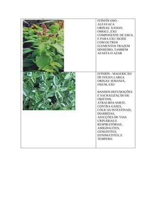 EFÍNFÍN OSO -
ALFAVACA
ORIXAS: XANGO,
OMOLU, EXU
COMPONENTE DE EBUS,
E PARA EXU SIGIDI
COM OUTROS
ELEMENTOS TRAZEM
DINHEIRO, TAMBÉM
AFASTA O AZAR
EFÍNRÍN - MAGERICÃO
DE FOLHA LARGA
ORIXAS: IEMANJÁ,
OXUM, EXU
BANHOS DEFUMAÇÕES
E SACRALIZAÇÃO DE
OBJETOS,
ATRAI BOA SORTE.
CONTRA GASES,
CÓLICAS INTESTINAIS,
DIARRÉIAS,
AFECÇÕES DE VIAS
URINÁRIAS E
RESPIRATÓRIAS,
AMIGDALITES,
GENGIVITES,
ESTOMATITES, E
TEMPERO.
 