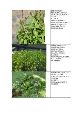 EFÍNRÍN PUPA -
MANJERICÃO ROXO
ORIXA: OXALAGUIÃ E
AYRA
BANHOS,
CONSAGRAÇÕES,
DEFUMAÇÃO, MESMAS
PROPRIEDADES DO
MANGERICÃO DE
FOLHA LARGA.
ÉFÍNRÍN KÉKÉRÉ -
MANJERICÃO DA
FOLHA MIUDA
ORIXAS: OXALA,
IEMANJA E OXUM
BANHOS,
DEFUMAÇÕES, INVEJA,
VAI A TODOS
OS BANHOS
EJÁ OMODÉ - AGUAPÉ
ORIXAS: NANÀ,
IEMANJA E OXUM, AJE
SALUGA
BANHOS,
SACRALIZAÇÃO DE
OBJETOS
 
