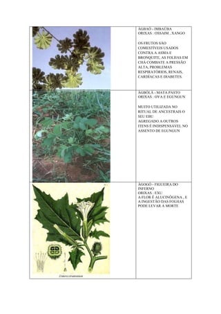 ÀGBAÓ - IMBAÚBA
ORIXAS : OSSAIM , XANGO
OS FRUTOS SÀO
COMESTÍVEIS USADOS
CONTRA A ASMA E
BRONQUITE, AS FOLHAS EM
CHÁ COMBATE A PRESSÃO
ALTA, PROBLEMAS
RESPIRATÓRIOS, RENAIS,
CARDÍACAS E DIABETES.
ÀGBÓLÀ - MATA PASTO
ORIXAS : OYA E EGUNGUN
MUITO UTILIZADA NO
RITUAL DE ANCESTRAIS O
SEU EBU
AGREGADO A OUTROS
ITENS É INDISPENSÁVEL NO
ASSENTO DE EGUNGUN
ÀGOGÓ - FIGUEIRA DO
INFERNO
ORIXAS : EXU
A FLOR É ALUCINÓGENA , E
A INGESTÃO DAS FOLHAS
PODE LEVAR A MORTE
 