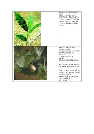 ÀJÓBI FUNFUN - AROEIRA
BRAVA
ORIXAS : XANGO E OYA
AS FOLHAS E A SEIVA SÃO
TÓXICAS , PODEM CAUSAR
URTICÁRIAS E COCEIRAS ,
FEBRE E PERTUBAÇÃO DA
VISTA.
AKAN – CARA MOELA
ORIXA : OXALA
AS FOLHAS E DO FRUTO SÃO
INDISPENSÁVEIS NO
PREPARO
DO EBU DE OXALA.
AKOKO
ORIXAS : OSSAIM E OGUM
NA VERDADE O AKOKO É A
FOLHA DA REALEZA, PODE
SER
UZADO COMO SUBSTITUTO
DE QUALQUER FOLHA. ESTA
FOLHA É MUITO
IMPORTANTE E NÃO PODE
FALTAR EM UMA
INICIAÇÃO
 