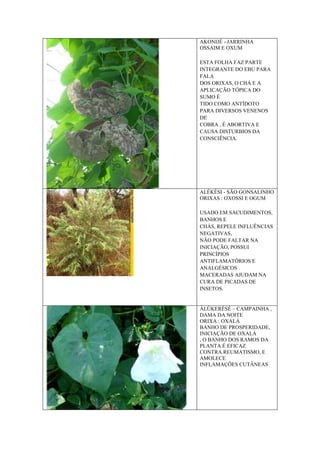 AKONIJÉ - JARRINHA
OSSAIM E OXUM
ESTA FOLHA FAZ PARTE
INTEGRANTE DO EBU PARA
FALA
DOS ORIXAS, O CHÁ E A
APLICAÇÃO TÓPICA DO
SUMO É
TIDO COMO ANTÍDOTO
PARA DIVERSOS VENENOS
DE
COBRA , É ABORTIVA E
CAUSA DISTURBIOS DA
CONSCIÊNCIA.
ALÉKÈSI - SÃO GONSALINHO
ORIXAS : OXOSSI E OGUM
USADO EM SACUDIMENTOS,
BANHOS E
CHÁS, REPELE INFLUÊNCIAS
NEGATIVAS,
NÃO PODE FALTAR NA
INICIAÇÃO, POSSUI
PRINCÍPIOS
ANTIFLAMATÓRIOS E
ANALGÉSICOS .
MACERADAS AJUDAM NA
CURA DE PICADAS DE
INSETOS.
ÀLÚKERÉSÉ – CAMPAINHA ,
DAMA DA NOITE
ORIXA : OXALÁ
BANHO DE PROSPERIDADE,
INICIAÇÃO DE OXALÁ
, O BANHO DOS RAMOS DA
PLANTA É EFICAZ
CONTRA REUMATISMO, E
AMOLECE
INFLAMAÇÕES CUTÂNEAS
 