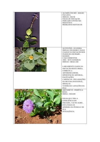 ÀLÙMÓN ÉWURÓ – BOLDO
PAULISTA
ORIXAS : OGUM
FOLHA DE INICIAÇÃO
INDICADO CONTRA MÁ
DIGESTÃO E
PROBLEMAS HEPÁTICOS
ÀLÚPÀYÍDÀ - GUAXIMA
ORIXAS: OXUMARE E NANÃ
USADAS NA INICIAÇÃO DOS
FILHOS DE OXUMARE ,
BANHOS
E SACUDIMENTOS
ÀMÙ - SETE SANGRIAS
ORIXAS : OBALUAIE
LARGAMENTE USADA NA
INICIAÇÃO DESTE ORIXA,
COMBATE A
ARTERIOSCLEROSE,
HIPERTENÇÃO ARTERIAL,
PALPITAÇÕES
CARDÍACAS , INFLAMAÇÕES
DA MUCOSA INTESTINAL,
DOENÇAS
VENÉREAS E AFECÇÕES DA
PELE
AMÚNIMÚYÈ - PERPÉTUA
ROXA
ORIXA : OSSAIM
FOLHA QUE TIRA A
CONSCIÊNCIA DO
INICIADO , VAI NO AGBO ,
ESTA FOLHA SE
APODERA DA PESSOA E DE
SUA
INTELIGÊNCIA.
 