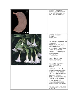 ANDARÁ - VISGUEIRO
ORIXAS : OGUM E OSSOSSI
A FAVA É AGREGADA NO
EBU PARA PROSPERIDAE
ANTIJUI - TOMBETA
BRANCA
ORIXA : OXALA
UTILIZADA NOS BANHOS DO
INICIADO E
PURUFUCAÇÃO DA CASA ,
TIRANDO AS MÁS
INFLUÊNCIAS . TAMBÉM EM
BANHO DE ASCENTO
PARA O TRATAMENTO DE
HEMORRÓIDAS
INFLAMADAS.
ÁPÉJÉ - DORMIDEIRA
ORIXA : EXU E OYA
ASSOCIADA A OUTRAS
FOLHAS COMPÕE A
MISTURA
RITUAL PARA TIRAR A
CONCIÊNCIA DO INICIADO.
USADA NO ASCENTO DE
EXU. COMO CHÁ COMBATE
MALES DO FÍGADO,
FLATULÊNCIA E DORES DE
CABEÇA , EM FORMA DE
CATAPLASMA PARA
COMBATER ABCESSOS E
ESCROFULOSE, PURGATIVA
E
O GARGAREJO ALÍVIA DOR
DE DENTE.
 