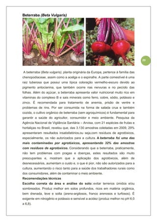 20
Beterraba (Beta Vulgaris)
A beterraba (Beta vulgaris), planta originária da Europa, pertence à família das
chenopodiaceae, assim como a acelga e o espinafre. A parte comestível é uma
raiz tuberosa que possui uma típica coloração vermelho-escuro devido ao
pigmento antocianina, que também ocorre nas nervuras e no pecíolo das
folhas. Além do açúcar, a beterraba apresenta valor nutricional muito rico em
vitaminas do complexo B e sais minerais como ferro, cobre, sódio, potássio e
zinco. É recomendada para tratamento de anemia, prisão de ventre e
problemas de rins. Por ser consumida na forma de salada crua e também
cozida, o cultivo orgânico de beterraba (sem agroquímicos) é fundamental para
garantir a saúde do agricultor, consumidor e meio ambiente. Pesquisa da
Agência Nacional de Vigilância Sanitária – Anvisa, com 21 espécies de frutas e
hortaliças no Brasil, revelou que, das 3.130 amostras coletadas em 2009, 29%
apresentaram resultados insatisfatórios,ou seja,com resíduos de agrotóxicos,
especialmente, os não autorizados para a cultura. A beterraba foi uma das
mais contaminadas por agrotóxicos, apresentando 32% das amostras
com resíduos de agrotóxicos. Considerando que a beterraba, praticamente,
não tem problemas com pragas e doenças, estes resultados são muito
preocupantes e, mostram que a aplicação dos agrotóxicos, além de
desnecessários, aumentam o custo e, o que é pior, não são autorizados para a
cultura, aumentando o risco tanto para a saúde dos trabalhadores rurais como
dos consumidores, além de contaminar o meio ambiente.
Recomendações técnicas
Escolha correta da área e análise do solo: evitar terrenos úmidos e/ou
sombreados. Produz melhor em solos profundos, ricos em matéria orgânica,
bem drenada, leve e solta (areno-argilosos, franco arenosos e turfosos). É
exigente em nitrogênio e potássio e sensível a acidez (produz melhor no pH 6,0
a 6,8).
 