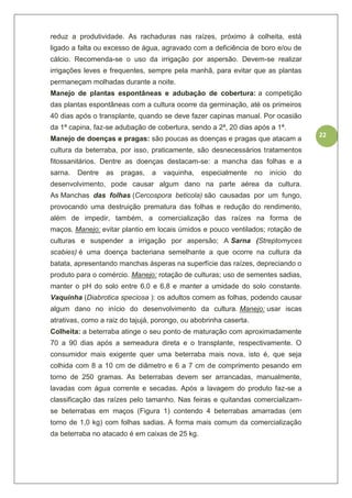 22
reduz a produtividade. As rachaduras nas raízes, próximo à colheita, está
ligado a falta ou excesso de água, agravado com a deficiência de boro e/ou de
cálcio. Recomenda-se o uso da irrigação por aspersão. Devem-se realizar
irrigações leves e frequentes, sempre pela manhã, para evitar que as plantas
permaneçam molhadas durante a noite.
Manejo de plantas espontâneas e adubação de cobertura: a competição
das plantas espontâneas com a cultura ocorre da germinação, até os primeiros
40 dias após o transplante, quando se deve fazer capinas manual. Por ocasião
da 1ª capina, faz-se adubação de cobertura, sendo a 2ª, 20 dias após a 1ª.
Manejo de doenças e pragas: são poucas as doenças e pragas que atacam a
cultura da beterraba, por isso, praticamente, são desnecessários tratamentos
fitossanitários. Dentre as doenças destacam-se: a mancha das folhas e a
sarna. Dentre as pragas, a vaquinha, especialmente no início do
desenvolvimento, pode causar algum dano na parte aérea da cultura.
As Manchas das folhas (Cercospora beticola) são causadas por um fungo,
provocando uma destruição prematura das folhas e redução do rendimento,
além de impedir, também, a comercialização das raízes na forma de
maços. Manejo: evitar plantio em locais úmidos e pouco ventilados; rotação de
culturas e suspender a irrigação por aspersão; A Sarna (Streptomyces
scabies) é uma doença bacteriana semelhante a que ocorre na cultura da
batata, apresentando manchas ásperas na superfície das raízes, depreciando o
produto para o comércio. Manejo: rotação de culturas; uso de sementes sadias,
manter o pH do solo entre 6,0 e 6,8 e manter a umidade do solo constante.
Vaquinha (Diabrotica speciosa ): os adultos comem as folhas, podendo causar
algum dano no início do desenvolvimento da cultura. Manejo: usar iscas
atrativas, como a raiz do tajujá, porongo, ou abobrinha caserta.
Colheita: a beterraba atinge o seu ponto de maturação com aproximadamente
70 a 90 dias após a semeadura direta e o transplante, respectivamente. O
consumidor mais exigente quer uma beterraba mais nova, isto é, que seja
colhida com 8 a 10 cm de diâmetro e 6 a 7 cm de comprimento pesando em
torno de 250 gramas. As beterrabas devem ser arrancadas, manualmente,
lavadas com água corrente e secadas. Após a lavagem do produto faz-se a
classificação das raízes pelo tamanho. Nas feiras e quitandas comercializam-
se beterrabas em maços (Figura 1) contendo 4 beterrabas amarradas (em
torno de 1,0 kg) com folhas sadias. A forma mais comum da comercialização
da beterraba no atacado é em caixas de 25 kg.
 