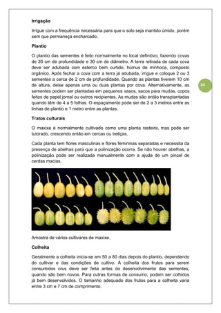 34
Irrigação
Irrigue com a frequência necessária para que o solo seja mantido úmido, porém
sem que permaneça encharcado.
Plantio
O plantio das sementes é feito normalmente no local definitivo, fazendo covas
de 30 cm de profundidade e 30 cm de diâmetro. A terra retirada de cada cova
deve ser adubada com esterco bem curtido, húmus de minhoca, composto
orgânico. Após fechar a cova com a terra já adubada, irrigue e coloque 2 ou 3
sementes a cerca de 2 cm de profundidade. Quando as plantas tiverem 10 cm
de altura, deixe apenas uma ou duas plantas por cova. Alternativamente, as
sementes podem ser plantadas em pequenos vasos, sacos para mudas, copos
feitos de papel jornal ou outros recipientes. As mudas são então transplantadas
quando têm de 4 a 5 folhas. O espaçamento pode ser de 2 a 3 metros entre as
linhas de plantio e 1 metro entre as plantas.
Tratos culturais
O maxixe é normalmente cultivado como uma planta rasteira, mas pode ser
tutorado, crescendo então em cercas ou treliças.
Cada planta tem flores masculinas e flores femininas separadas e necessita da
presença de abelhas para que a polinização ocorra. Se não houver abelhas, a
polinização pode ser realizada manualmente com a ajuda de um pincel de
cerdas macias.
Amostra de vários cultivares de maxixe.
Colheita
Geralmente a colheita inicia-se em 50 a 80 dias depois do plantio, dependendo
do cultivar e das condições de cultivo. A colheita dos frutos para serem
consumidos crus deve ser feita antes do desenvolvimento das sementes,
quando são bem novos. Para outras formas de consumo, podem ser colhidos
já bem desenvolvidos. O tamanho adequado dos frutos para a colheita varia
entre 3 cm e 7 cm de comprimento.
 