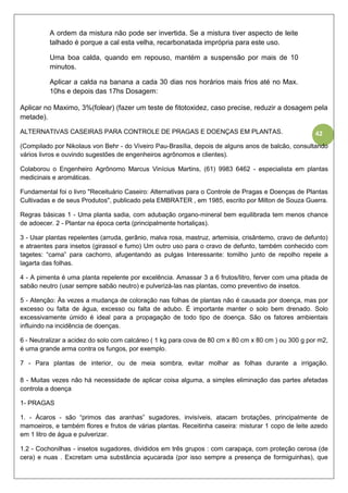 42
A ordem da mistura não pode ser invertida. Se a mistura tiver aspecto de leite
talhado é porque a cal esta velha, recarbonatada imprópria para este uso.
Uma boa calda, quando em repouso, mantém a suspensão por mais de 10
minutos.
Aplicar a calda na banana a cada 30 dias nos horários mais frios até no Max.
10hs e depois das 17hs Dosagem:
Aplicar no Maximo, 3%(folear) (fazer um teste de fitotoxidez, caso precise, reduzir a dosagem pela
metade).
ALTERNATIVAS CASEIRAS PARA CONTROLE DE PRAGAS E DOENÇAS EM PLANTAS.
(Compilado por Nikolaus von Behr - do Viveiro Pau-Brasília, depois de alguns anos de balcão, consultando
vários livros e ouvindo sugestões de engenheiros agrônomos e clientes).
Colaborou o Engenheiro Agrônomo Marcus Vinícius Martins, (61) 9983 6462 - especialista em plantas
medicinais e aromáticas.
Fundamental foi o livro "Receituário Caseiro: Alternativas para o Controle de Pragas e Doenças de Plantas
Cultivadas e de seus Produtos", publicado pela EMBRATER , em 1985, escrito por Milton de Souza Guerra.
Regras básicas 1 - Uma planta sadia, com adubação organo-mineral bem equilibrada tem menos chance
de adoecer. 2 - Plantar na época certa (principalmente hortaliças).
3 - Usar plantas repelentes (arruda, gerânio, malva rosa, mastruz, artemisia, crisântemo, cravo de defunto)
e atraentes para insetos (girassol e fumo) Um outro uso para o cravo de defunto, também conhecido com
tagetes: “cama” para cachorro, afugentando as pulgas Interessante: tomilho junto de repolho repele a
lagarta das folhas.
4 - A pimenta é uma planta repelente por excelência. Amassar 3 a 6 frutos/litro, ferver com uma pitada de
sabão neutro (usar sempre sabão neutro) e pulverizá-las nas plantas, como preventivo de insetos.
5 - Atenção: Às vezes a mudança de coloração nas folhas de plantas não é causada por doença, mas por
excesso ou falta de água, excesso ou falta de adubo. É importante manter o solo bem drenado. Solo
excessivamente úmido é ideal para a propagação de todo tipo de doença. São os fatores ambientais
influindo na incidência de doenças.
6 - Neutralizar a acidez do solo com calcáreo ( 1 kg para cova de 80 cm x 80 cm x 80 cm ) ou 300 g por m2,
é uma grande arma contra os fungos, por exemplo.
7 - Para plantas de interior, ou de meia sombra, evitar molhar as folhas durante a irrigação.
8 - Muitas vezes não há necessidade de aplicar coisa alguma, a simples eliminação das partes afetadas
controla a doença
1- PRAGAS
1. - Ácaros - são “primos das aranhas” sugadores, invisíveis, atacam brotações, principalmente de
mamoeiros, e também flores e frutos de várias plantas. Receitinha caseira: misturar 1 copo de leite azedo
em 1 litro de água e pulverizar.
1.2 - Cochonilhas - insetos sugadores, divididos em três grupos : com carapaça, com proteção cerosa (de
cera) e nuas . Excretam uma substância açucarada (por isso sempre a presença de formiguinhas), que
 