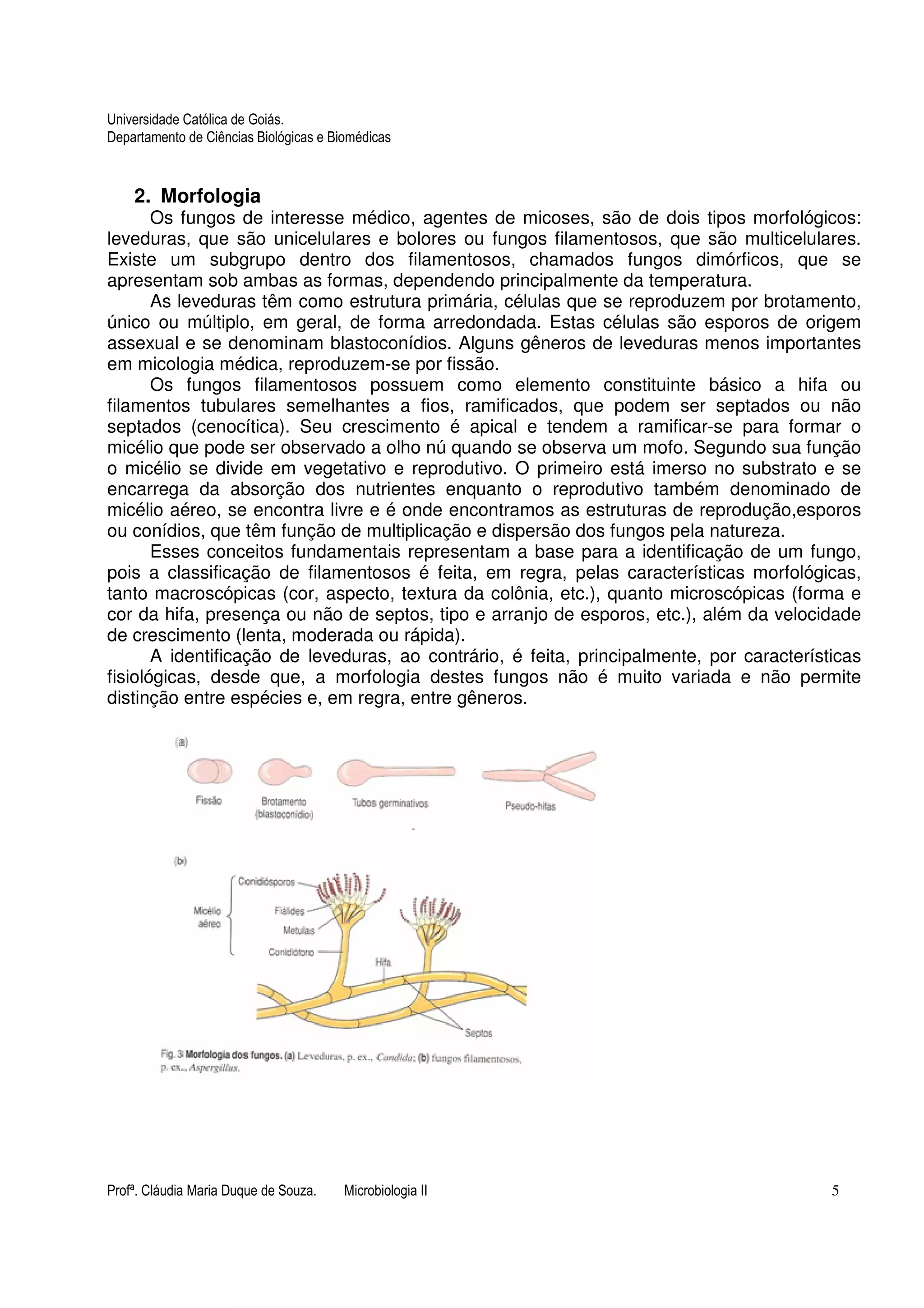 Universidade Católica de Goiás. 
Departamento de Ciências Biológicas e Biomédicas 
2. Morfologia 
Os fungos de interesse médico, agentes de micoses, são de dois tipos morfológicos: 
leveduras, que são unicelulares e bolores ou fungos filamentosos, que são multicelulares. 
Existe um subgrupo dentro dos filamentosos, chamados fungos dimórficos, que se 
apresentam sob ambas as formas, dependendo principalmente da temperatura. 
As leveduras têm como estrutura primária, células que se reproduzem por brotamento, 
único ou múltiplo, em geral, de forma arredondada. Estas células são esporos de origem 
assexual e se denominam blastoconídios. Alguns gêneros de leveduras menos importantes 
em micologia médica, reproduzem-se por fissão. 
Os fungos filamentosos possuem como elemento constituinte básico a hifa ou 
filamentos tubulares semelhantes a fios, ramificados, que podem ser septados ou não 
septados (cenocítica). Seu crescimento é apical e tendem a ramificar-se para formar o 
micélio que pode ser observado a olho nú quando se observa um mofo. Segundo sua função 
o micélio se divide em vegetativo e reprodutivo. O primeiro está imerso no substrato e se 
encarrega da absorção dos nutrientes enquanto o reprodutivo também denominado de 
micélio aéreo, se encontra livre e é onde encontramos as estruturas de reprodução,esporos 
ou conídios, que têm função de multiplicação e dispersão dos fungos pela natureza. 
Esses conceitos fundamentais representam a base para a identificação de um fungo, 
pois a classificação de filamentosos é feita, em regra, pelas características morfológicas, 
tanto macroscópicas (cor, aspecto, textura da colônia, etc.), quanto microscópicas (forma e 
cor da hifa, presença ou não de septos, tipo e arranjo de esporos, etc.), além da velocidade 
de crescimento (lenta, moderada ou rápida). 
A identificação de leveduras, ao contrário, é feita, principalmente, por características 
fisiológicas, desde que, a morfologia destes fungos não é muito variada e não permite 
distinção entre espécies e, em regra, entre gêneros. 
Profª. Cláudia Maria Duque de Souza. Microbiologia II 5 
 