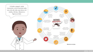 O Aedes aegypti pode
transmitir o vírus durante todo
seu ciclo de vida, que dura, em
média, 30 dias. Observe a
figura ao lado:
(BRASIL, 2019d)
 