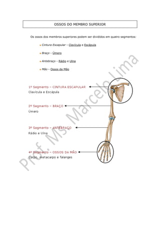 OSSOS DO MEMBRO SUPERIOR


Os ossos dos membros superiores podem ser divididos em quatro segmentos:


       Cintura Escapular - Clavícula e Escápula


       Braço - Úmero


       Antebraço - Rádio e Ulna


       Mão - Ossos da Mão
 