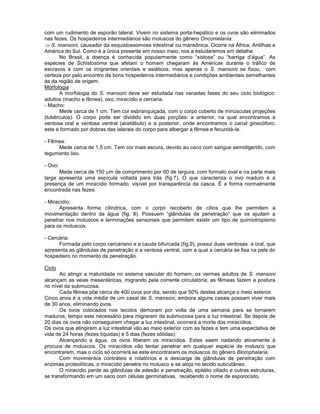 com um rudimento de esporão lateral. Vivem no sistema porta-hepático e os ovos são eliminados
nas fezes. Os hospedeiros intermediários são moluscos do gênero Oncomelania.
S. mansoni, causador da esquistossomose intestinal ou mansônica. Ocorre na África, Antilhas e
América do Sul. Como é a única presente em nosso meio, nos a estudaremos em detalhe.
No Brasil, a doença é conhecida popularmente como “xistose” ou “barriga d’água”. As
espécies de Schistosoma que afetam o homem chegaram às Américas durante o tráfico de
escravos e com os imigrantes orientais e asiáticos, mas apenas o S. mansoni se fixou, com
certeza por pelo encontro de bons hospedeiros intermediários e condições ambientais semelhantes
às da região de origem.
Morfologia
A morfologia do S. mansoni deve ser estudada nas variadas fases do seu ciclo biológico:
adultos (macho e fêmea), ovo, miracídio e cercaria.
- Macho:
Mede cerca de 1 cm. Tem cor esbranquiçada, com o corpo coberto de minúsculas projeções
(tubérculos). O corpo pode ser dividido em duas porções: a anterior, na qual encontramos a
ventosa oral e ventosa ventral (acetábulo) e a posterior, onde encontramos o canal ginecóforo;
este é formado por dobras das laterais do corpo para albergar a fêmea e fecundá-la.
- Fêmea:
Mede cerca de 1,5 cm. Tem cor mais escura, devido ao ceco com sangue semidigerido, com
tegumento liso.
- Ovo:
Mede cerca de 150 m de comprimento por 60 de largura, com formato oval e na parte mais
larga apresenta uma espícula voltada para trás (fig.7). O que caracteriza o ovo maduro é a
presença de um miracídio formado, visível por transparência da casca. É a forma normalmente
encontrada nas fezes.
- Miracídio:
Apresenta forma cilíndrica, com o corpo recoberto de cílios que lhe permitem a
movimentação dentro da água (fig. 8). Possuem “glândulas de penetração” que os ajudam a
penetrar nos moluscos e terminações sensoriais que permitem existir um tipo de quimiotropismo
para os moluscos.
- Cercária:
Formada pelo corpo cercariano e a cauda bifurcada (fig.9), possui duas ventosas: a oral, que
apresenta as glândulas de penetração e a ventosa ventral, com a qual a cercária se fixa na pele do
hospedeiro no momento da penetração.
Ciclo
Ao atingir a maturidade no sistema vascular do homem, os vermes adultos de S. mansoni
alcançam as veias mesentéricas, migrando pela corrente circulatória; as fêmeas fazem a postura
no nível da submucosa.
Cada fêmea põe cerca de 400 ovos por dia, sendo que 50% destes alcança o meio exterior.
Cinco anos é a vida média de um casal de S. mansoni, embora alguns casais possam viver mais
de 30 anos, eliminando ovos.
Os ovos colocados nos tecidos demoram por volta de uma semana para se tornarem
maduros, tempo este necessário para migrarem da submucosa para a luz intestinal. Se depois de
20 dias os ovos não conseguirem chegar a luz intestinal, ocorrerá a morte dos miracídios.
Os ovos que atingirem a luz intestinal vão ao meio exterior com as fezes e tem uma expectativa de
vida de 24 horas (fezes líquidas) e 5 dias (fezes sólidas).
Alcançando a água, os ovos liberam os miracídios. Estes saem nadando ativamente à
procura de moluscos. Os miracídios vão tentar penetrar em qualquer espécie de molusco que
encontrarem, mas o ciclo só ocorrerá se este encontrarem os moluscos do gênero Biomphalaria.
Com movimentos contráteis e rotatórios e a descarga de glândulas de penetração com
enzimas proteolíticas, o miracídio penetra no molusco e se aloja no tecido subcutâneo.
O miracídio perde as glândulas de adesão e penetração, epitélio ciliado e outras estruturas,
se transformando em um saco com células germinativas, recebendo o nome de esporocisto.
 