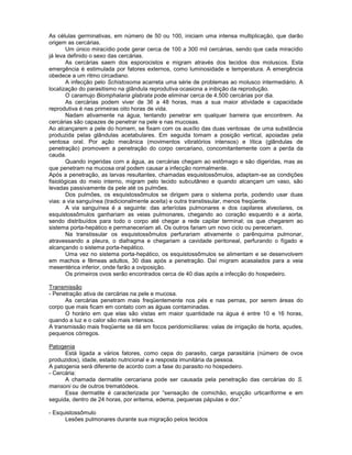 As células germinativas, em número de 50 ou 100, iniciam uma intensa multiplicação, que darão
origem as cercárias.
Um único miracídio pode gerar cerca de 100 a 300 mil cercárias, sendo que cada miracídio
já leva definido o sexo das cercárias.
As cercárias saem dos esporocistos e migram através dos tecidos dos moluscos. Esta
emergência é estimulada por fatores externos, como luminosidade e temperatura. A emergência
obedece a um ritmo circadiano.
A infecção pelo Schistosoma acarreta uma série de problemas ao molusco intermediário. A
localização do parasitismo na glândula reprodutiva ocasiona a inibição da reprodução.
O caramujo Biomphalaria glabrata pode eliminar cerca de 4.500 cercárias por dia.
As cercárias podem viver de 36 a 48 horas, mas a sua maior atividade e capacidade
reprodutiva é nas primeiras oito horas de vida.
Nadam ativamente na água, tentando penetrar em qualquer barreira que encontrem. As
cercárias são capazes de penetrar na pele e nas mucosas.
Ao alcançarem a pele do homem, se fixam com os auxílio das duas ventosas de uma substância
produzida pelas glândulas acetabulares. Em seguida tomam a posição vertical, apoiadas pela
ventosa oral. Por ação mecânica (movimentos vibratórios intensos) e lítica (glândulas de
penetração) promovem a penetração do corpo cercariano, concomitantemente com a perda da
cauda.
Quando ingeridas com a água, as cercárias chegam ao estômago e são digeridas, mas as
que penetram na mucosa oral podem causar a infecção normalmente.
Após a penetração, as larvas resultantes, chamadas esquistossômulos, adaptam-se as condições
fisiológicas do meio interno, migram pelo tecido subcutâneo e quando alcançam um vaso, são
levadas passivamente da pele até os pulmões.
Dos pulmões, os esquistossômulos se dirigem para o sistema porta, podendo usar duas
vias: a via sanguínea (tradicionalmente aceita) e outra transtissular, menos freqüente.
A via sanguínea é a seguinte: das arteríolas pulmonares e dos capilares alveolares, os
esquistossômulos ganhariam as veias pulmonares, chegando ao coração esquerdo e a aorta,
sendo distribuídos para todo o corpo até chegar a rede capilar terminal; os que chegarem ao
sistema porta-hepático e permaneceriam ali. Os outros fariam um novo ciclo ou pereceriam.
Na transtissular os esquistossômulos perfurariam ativamente o parênquima pulmonar,
atravessando a pleura, o diafragma e chegariam a cavidade peritoneal, perfurando o fígado e
alcançando o sistema porta-hepático.
Uma vez no sistema porta-hepático, os esquistossômulos se alimentam e se desenvolvem
em machos e fêmeas adultos, 30 dias após a penetração. Daí migram acasalados para a veia
mesentérica inferior, onde farão a oviposição.
Os primeiros ovos serão encontrados cerca de 40 dias após a infecção do hospedeiro.
Transmissão
- Penetração ativa de cercárias na pele e mucosa.
As cercárias penetram mais freqüentemente nos pés e nas pernas, por serem áreas do
corpo que mais ficam em contato com as águas contaminadas.
O horário em que elas são vistas em maior quantidade na água é entre 10 e 16 horas,
quando a luz e o calor são mais intensos.
A transmissão mais freqüente se dá em focos peridomiciliares: valas de irrigação de horta, açudes,
pequenos córregos.
Patogenia
Está ligada a vários fatores, como cepa do parasito, carga parasitária (número de ovos
produzidos), idade, estado nutricional e a resposta imunitária da pessoa.
A patogenia será diferente de acordo com a fase do parasito no hospedeiro.
- Cercária:
A chamada dermatite cercariana pode ser causada pela penetração das cercárias do S.
mansoni ou de outros trematódeos.
Essa dermatite é caracterizada por “sensação de comichão, erupção urticariforme e em
seguida, dentro de 24 horas, por eritema, edema, pequenas pápulas e dor.”
- Esquistossômulo
Lesões pulmonares durante sua migração pelos tecidos
 