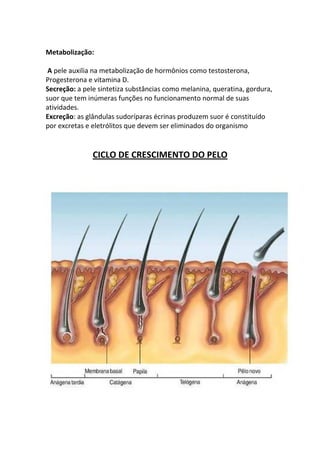 Metabolização:

 A pele auxilia na metabolização de hormônios como testosterona,
Progesterona e vitamina D.
Secreção: a pele sintetiza substâncias como melanina, queratina, gordura,
suor que tem inúmeras funções no funcionamento normal de suas
atividades.
Excreção: as glândulas sudoríparas écrinas produzem suor é constituído
por excretas e eletrólitos que devem ser eliminados do organismo


               CICLO DE CRESCIMENTO DO PELO
 