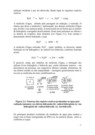radiação incidente é por ela absorvida, dando lugar às seguintes espécies
reativas:
H2O hν
→ H2O+
+ ε-
→ H2O+
+ ε-
(aq)
A molécula d’água, afetada pela passagem da radiação, é ionizada. O
elétron que deixa a molécula é ‘aprisionado’ por demais moléculas d’água
que, devido a sua natureza polar, se posicionam de tal forma que os átomos
de hidrogênio, carregados positivamente, ficam mais próximos ao elétron e
os átomos de oxigênio, mais distantes (ver Figura 2.1). Esse arranjo é
denominado elétron hidratado, ε-
(aq).
H2O+
→ •OH + H+
A molécula d’água ionizada, H2O+
, pode, também, se dissociar, dando
formação ao íon hidrogênio e ao radical livre hidroxila, conforme ilustrado
acima.
H2O hν
→ H2O* → H • + • OH
É possível, ainda, por radiólise da molécula d’água, a formação dos
radicais livres hidrogênio e hidroxila que, sendo altamente reativos – em
decorrência da presença, nas respectivas últimas camadas eletrônicas, de
um elétron isolado ou não emparelhado – interagem quimicamente entre si
ou com as moléculas do meio, modificando-as.
Figura 2.1: Natureza das espécies reativas produzidas na água pela
radiação ionizante: (a) elétron hidratado (b) radical hidrogênio (c) íon
hidrogênio (d) radical hidroxila (e) íon hidroxila
Os principais produtos resultantes da irradiação da água pura tendem a
reagir com as bases nitrogenadas do DNA ou, na ausência destas, entre si,
conforme se segue:
31
 