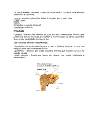 Os ossos recebem diferentes nomenclaturas de acordo com suas características
anatômicas e funcionais.
Longos - possuem epífise (2) e diáfise. Exemplos: fêmur, rádio, tíbia.
Curtos - tarso.
Planos
Achatados - escápula, temporal.
Irregulares - vértebras.
Articulação
Dobradiça formada pelo contato de duas ou mais extremidades ósseas que,
juntamente com os músculos, possibilitam a movimentação do corpo e permitem
determinada elasticidade de movimentos.
Nas estruturas articulares encontramos:
Cápsula articular ou sinuvial - Formada por tecido fibroso e duro que circunda todo
o espaço entre as extremidades ósseas.
Ligamentos - Formados por tecido conjuntivo em tiras que mantém os ossos na
posição correta.
Líquido sinuvial - Encontra-se dentro da cápsula com função lubrificante e
amortecedora.
 