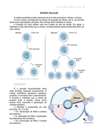 Genética Animal – Divisão celular 1
DIVISÃO CELULAR
A célula eucaritótica pode reproduzir-se por dois processos: mitose e meiose.
O ciclo celular corresponde ao tempo de geração da célula, isto é, ao período
entre duas reproduções celulares. Ele é divido entre intérfase e mitose.
A duração do ciclo celular varia em função do tipo de célula. Em geral, a
intérfase é mais demorada que a mitose, correspondendo aproximadamente 90% do
ciclo celular.
INTÉRFASE:
É o período compreendido entre
duas divisões celulares consecutivas. O
núcleo interfásico apresenta carioteca,
nucléolo e cromatina bem característicos.
É durante a intérfase que a célula se
prepara para a divisão, tendo como
evento mais marcante a duplicação do
material genético.
A intérfase é subdividida em três
períodos: G1, S e G2.
▪ G1: transcrição de RNA e síntese
de proteínas.
▪ S: replicação do DNA e duplicação
dos filamentos de cromatina.
▪ G2: transcrição de RNA e síntese
de proteínas.
 